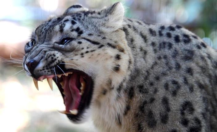 snow leopard roaring