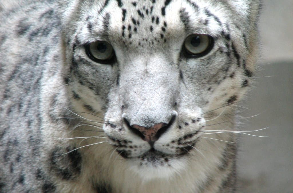 By Trisha Shears from Louisville, Kentucky, United States - Snow Leopard, CC BY-SA 2.0, https://commons.wikimedia.org/w/index.php?curid=2440036