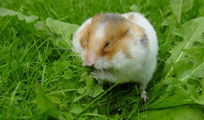 syrian hamster eating grass