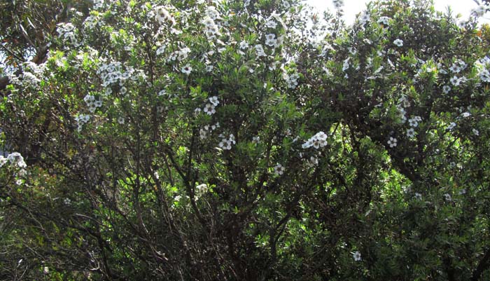 Tea tree with white flowers