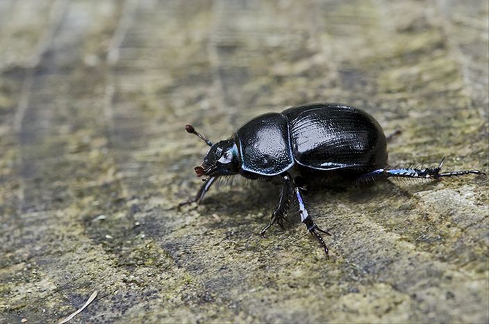 The Scarab Beetle (MPascalj/Flickr)