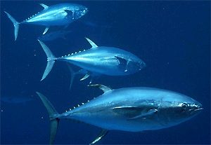 3 tuna underwater