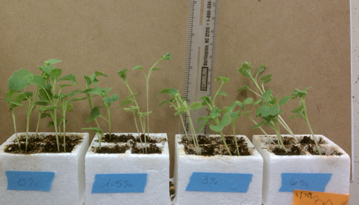 Winsconsin Fast Plant growth tracking