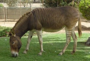 hybrid animals