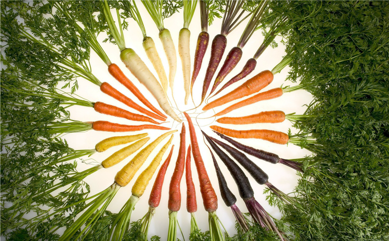 Carrot Varieties aligned in a circle